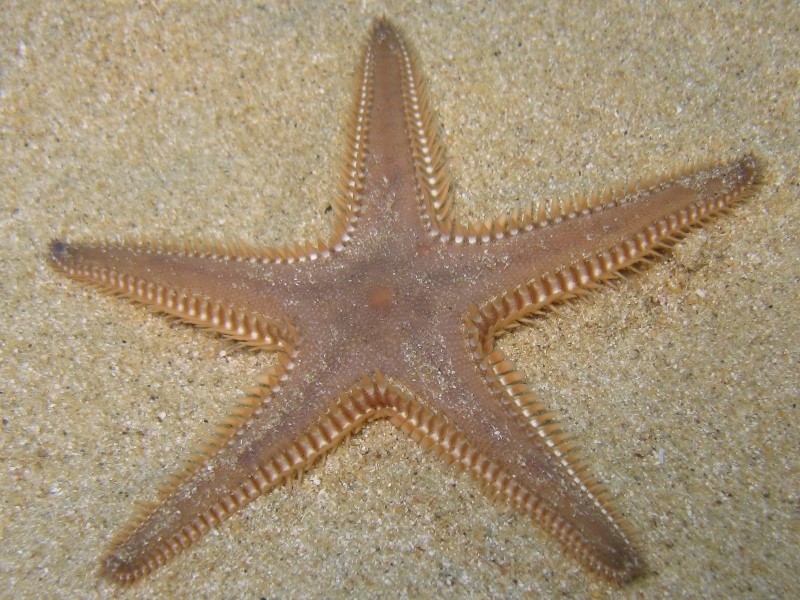 Astropecten bispinosus e Astropecten  platyacanthus