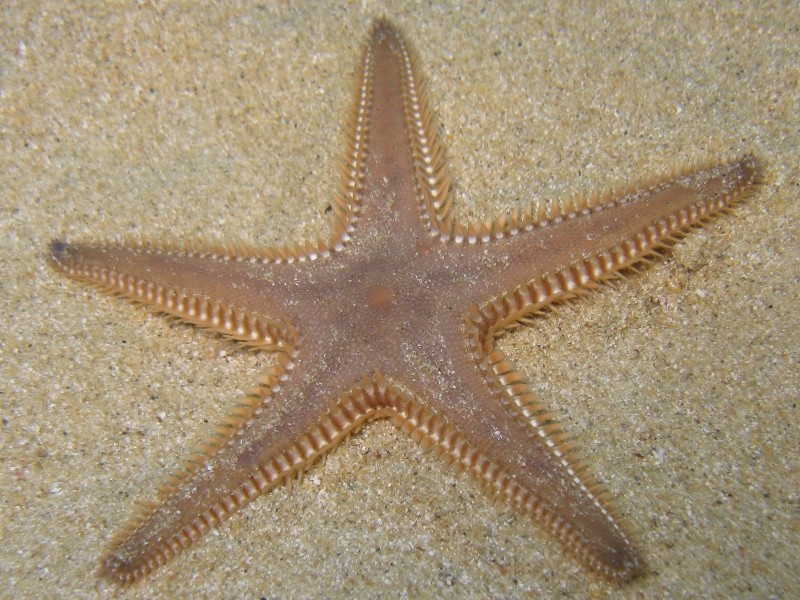 Astropecten platyacanthus (Philippi, 1837)