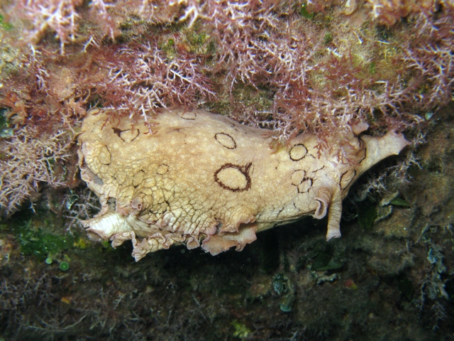 Mollusca - Aplysia dactylomela Rang, 1828