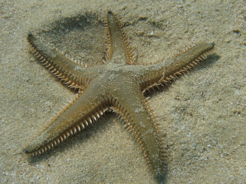 Astropecten bispinosus e Astropecten  platyacanthus