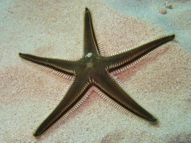 Astropecten bispinosus (Otto, 1823)