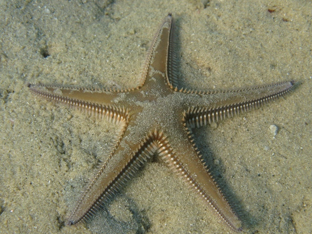 Astropecten bispinosus (Otto, 1823)