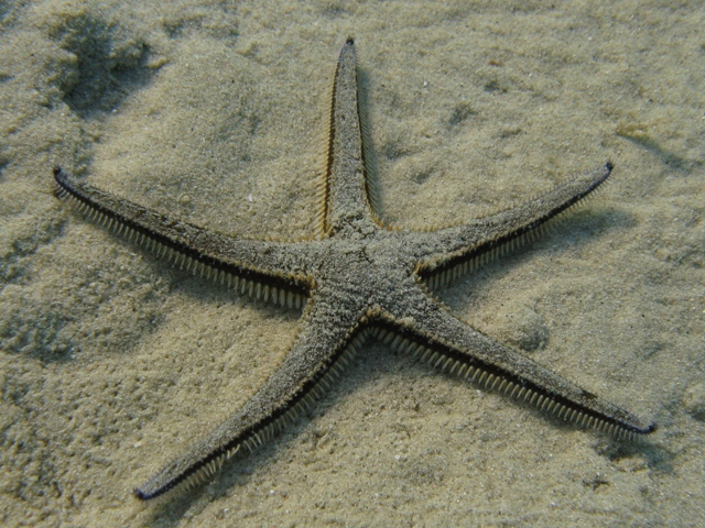 Astropecten bispinosus (Otto, 1823)