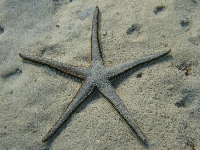 Astropecten bispinosus (Otto, 1823)