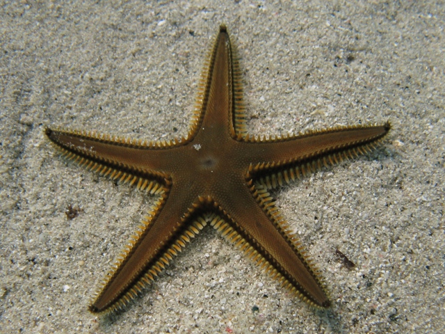 Astropecten bispinosus (Otto, 1823)