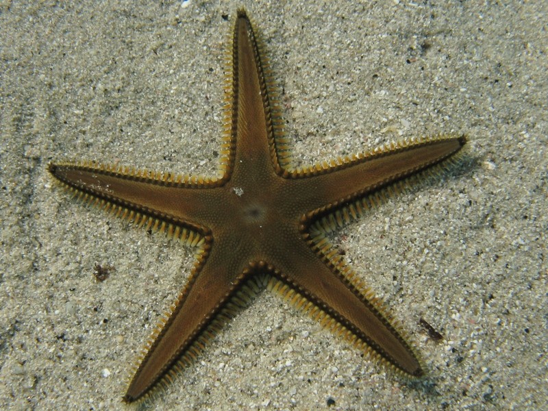 Astropecten bispinosus e Astropecten  platyacanthus