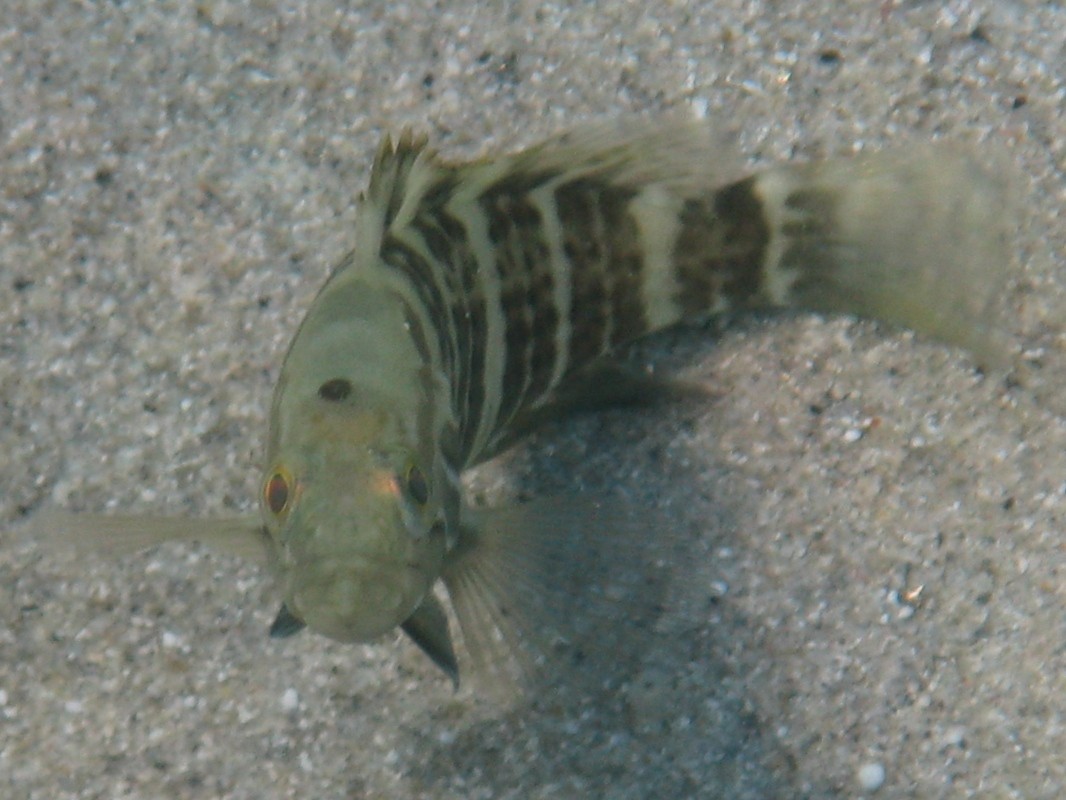 Epinephelus costae (Dotto o Cernia dorata)