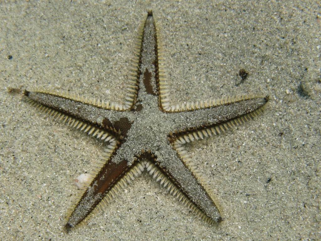 Astropecten bispinosus e Astropecten  platyacanthus