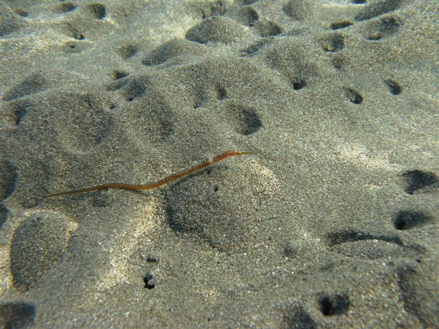 identificazione fossette su sabbia con sifone