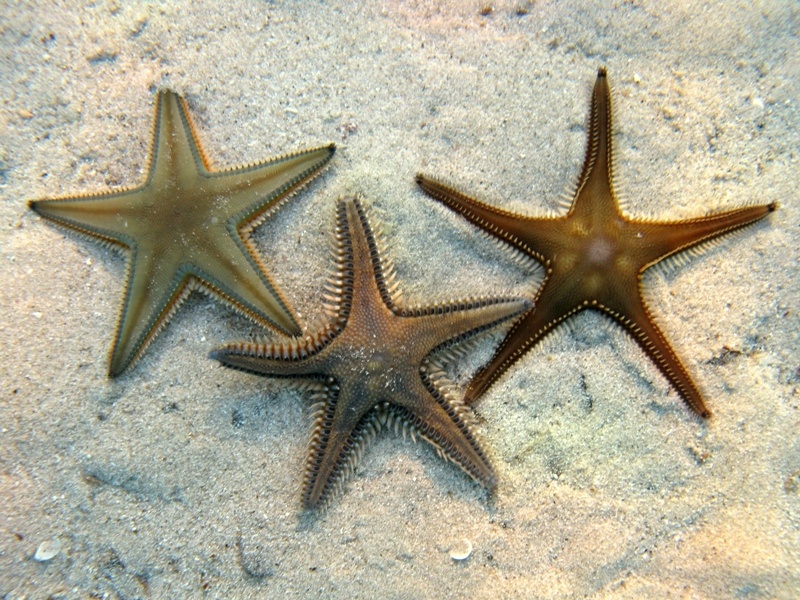 Guida allidentificazione del genere Astropecten