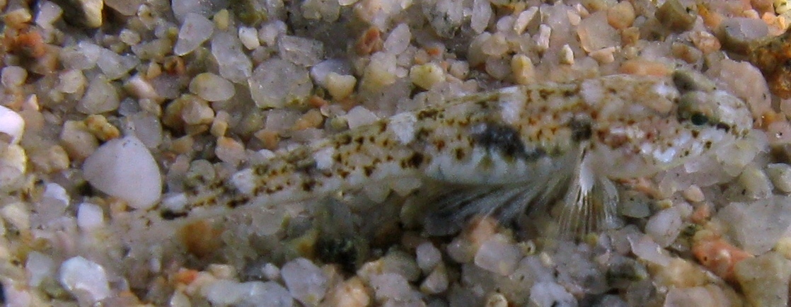 Pomatoschistus marmoratus