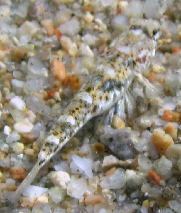 Pomatoschistus marmoratus