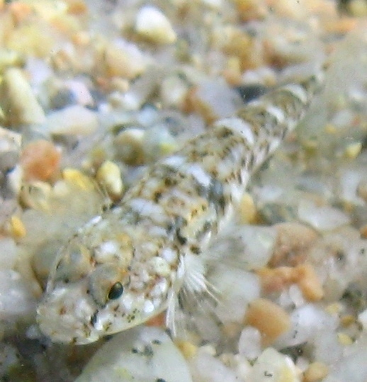 Pomatoschistus marmoratus