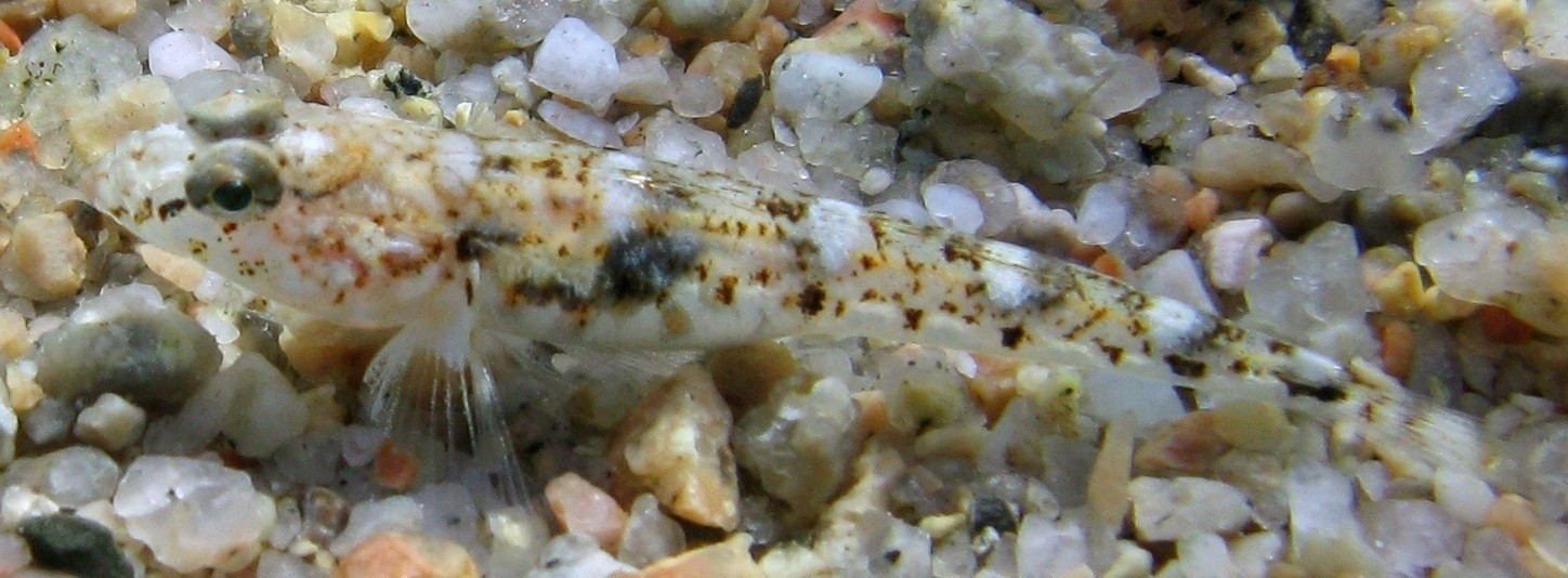 Pomatoschistus marmoratus