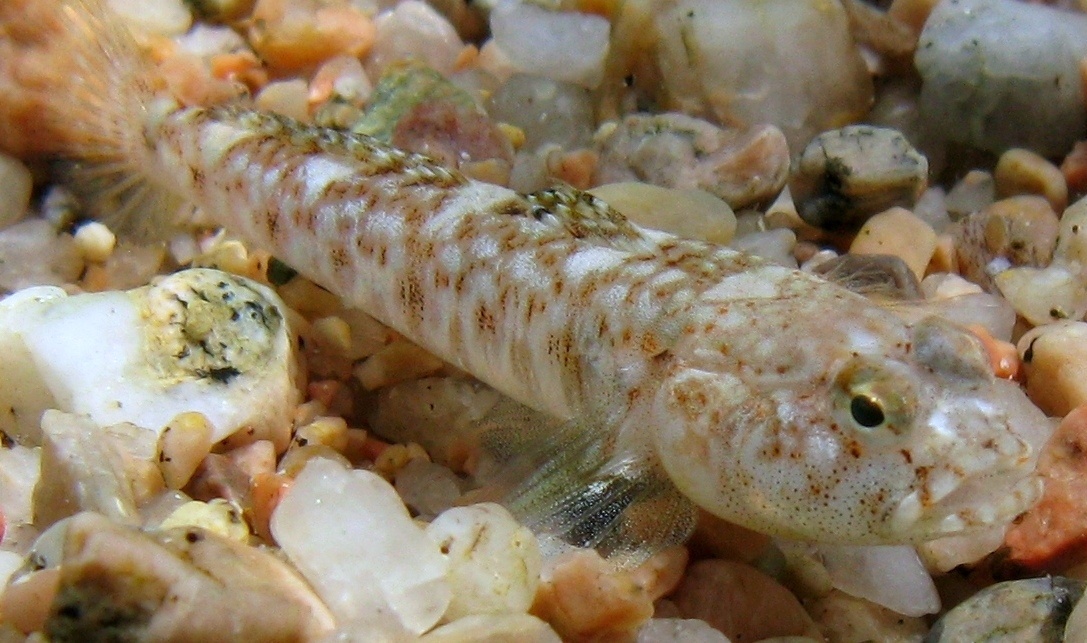 Pomatoschistus marmoratus