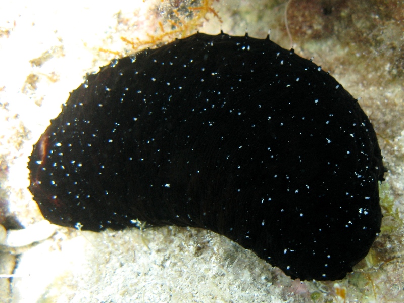 Confronti: Holothuria forskali, Holothuria poli, H. tubulosa