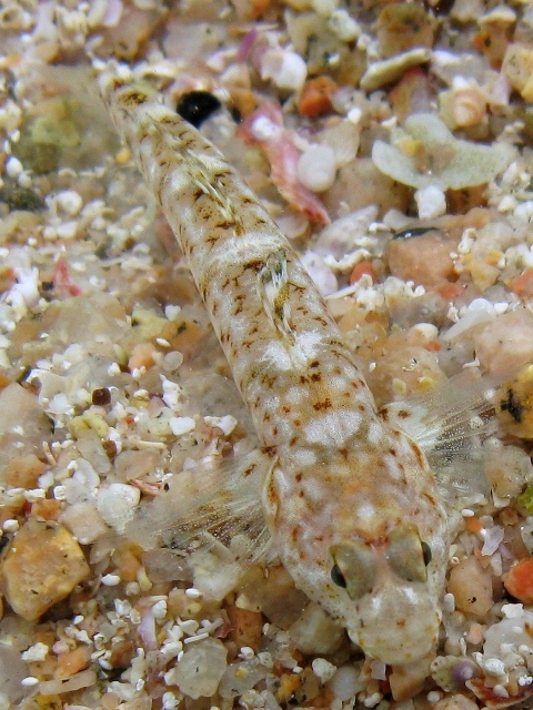 Pomatoschistus marmoratus