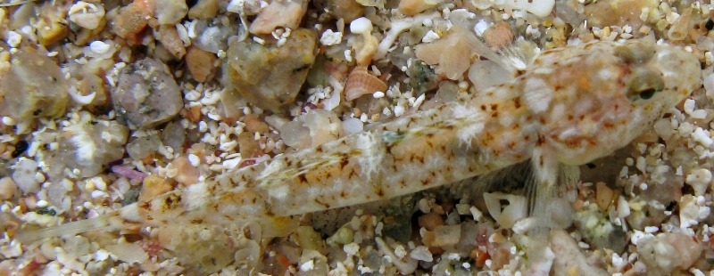 Pomatoschistus marmoratus