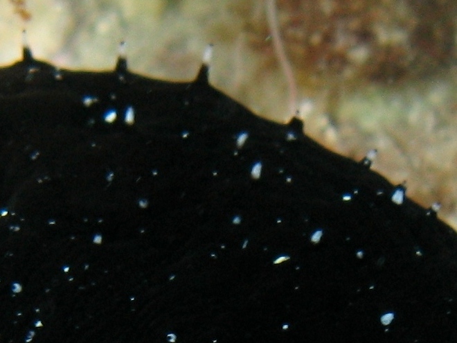 Confronti: Holothuria forskali, Holothuria poli, H. tubulosa