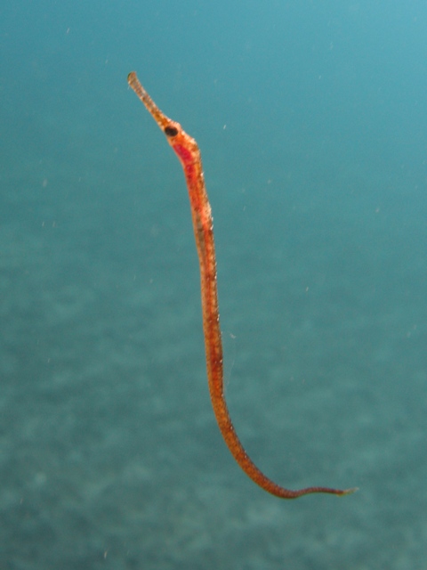 Syngnatus sp.?