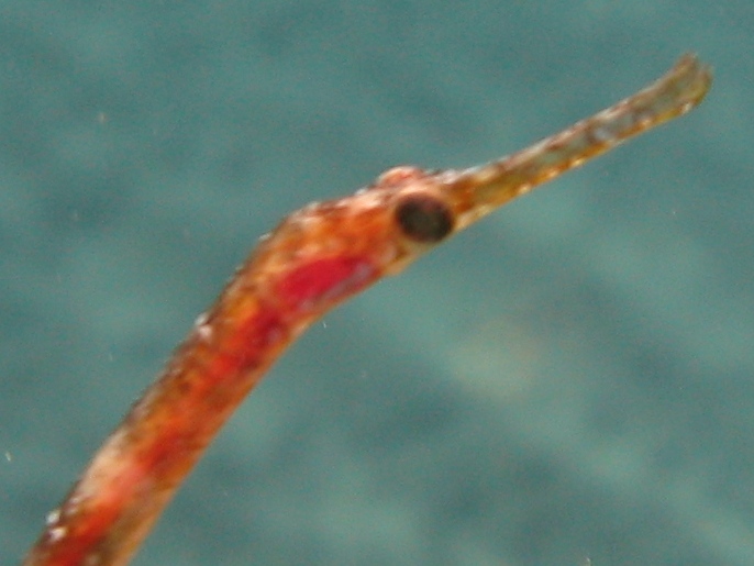 Syngnatus sp.?