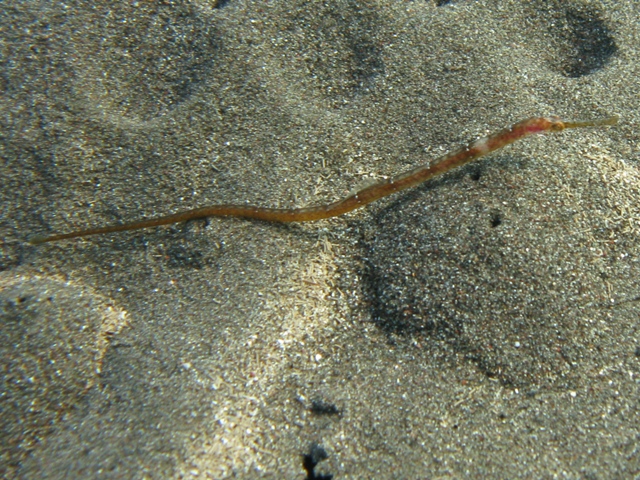 Syngnatus sp.?