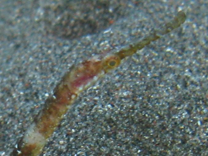 Syngnatus sp.?
