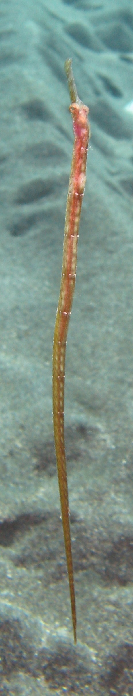 Syngnatus sp.?