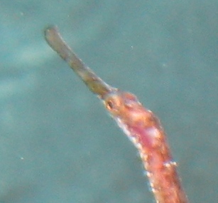 Syngnatus sp.?