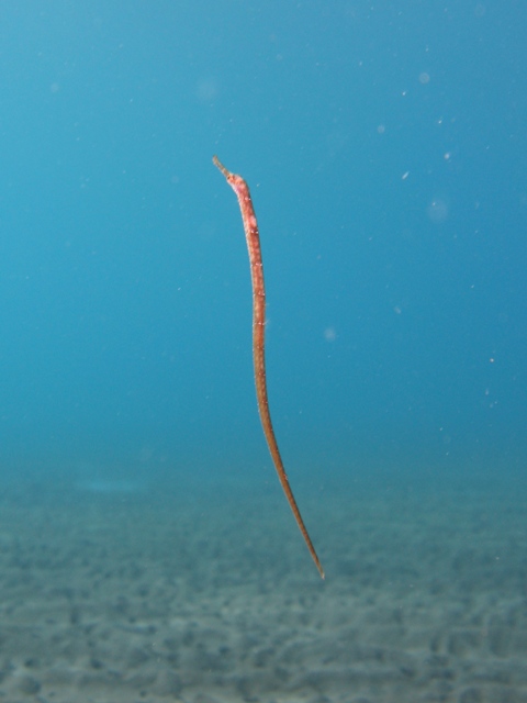 Syngnatus sp.?