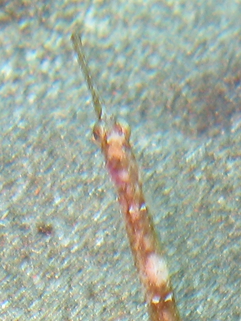 Syngnatus sp.?