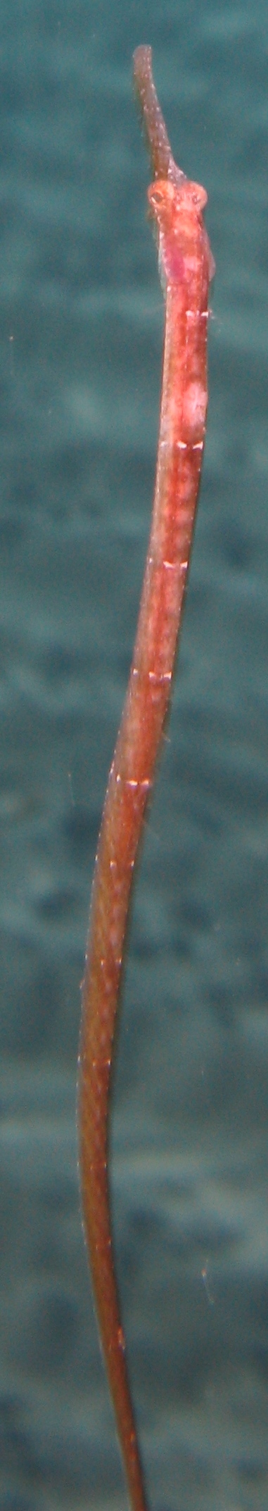 Syngnatus sp.?