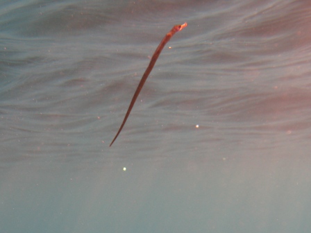 Syngnatus sp.?