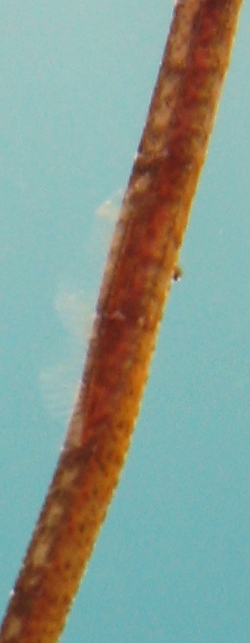 Syngnatus sp.?