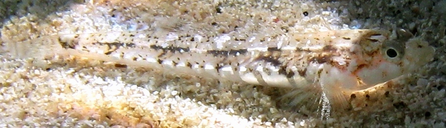Pomatoschistus bathi
