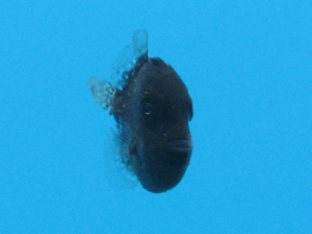 juvenile di Balistes capriscus