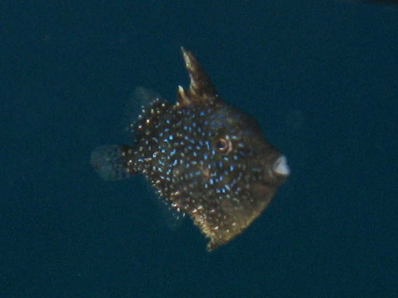 juvenile di Balistes capriscus