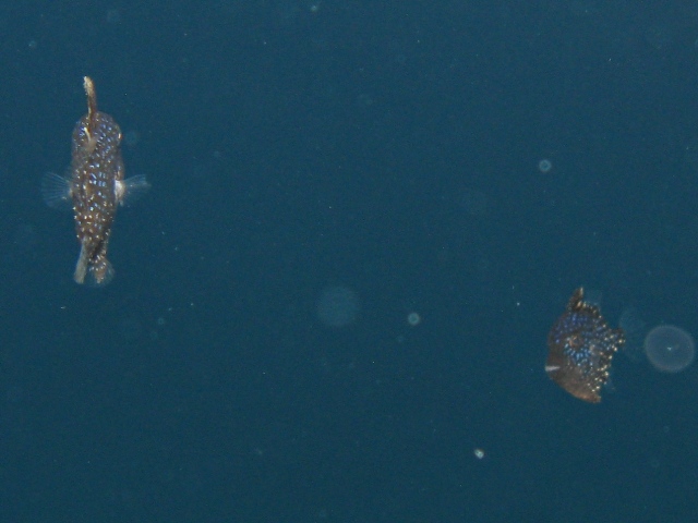 juvenile di Balistes capriscus
