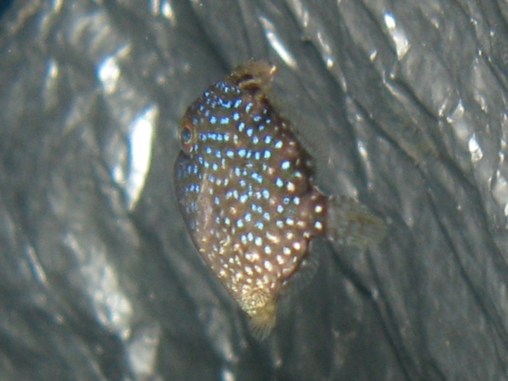 juvenile di Balistes capriscus
