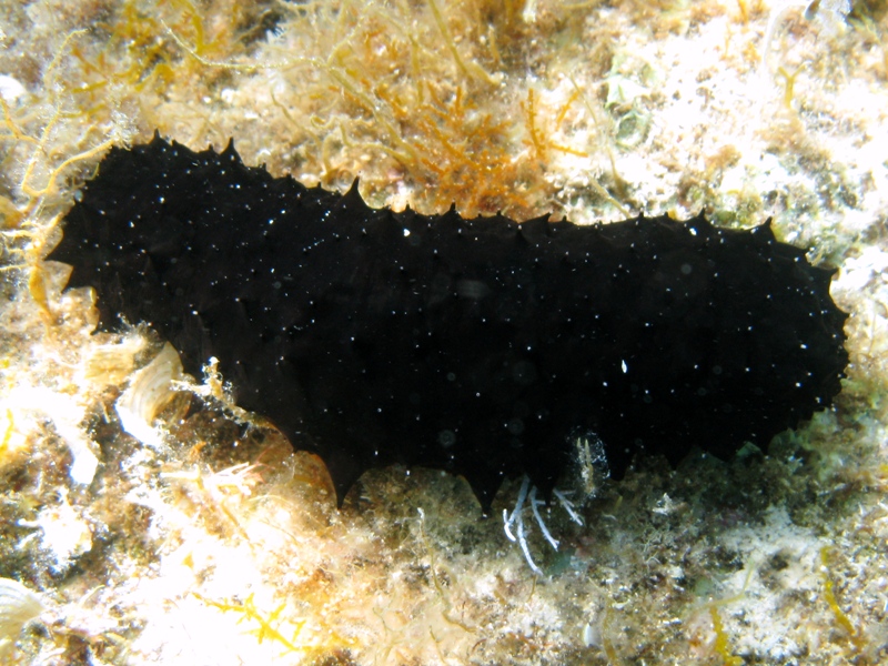 Confronti: Holothuria forskali, Holothuria poli, H. tubulosa