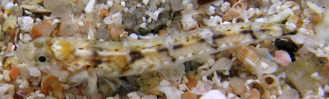 Pomatoschistus bathi
