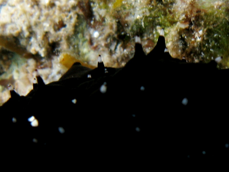 Confronti: Holothuria forskali, Holothuria poli, H. tubulosa