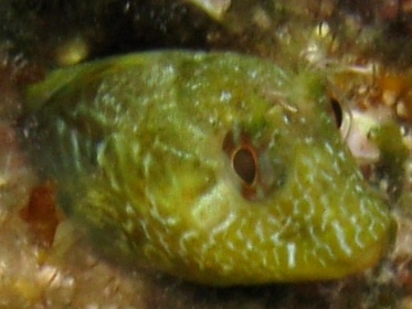 Identificazioni varie