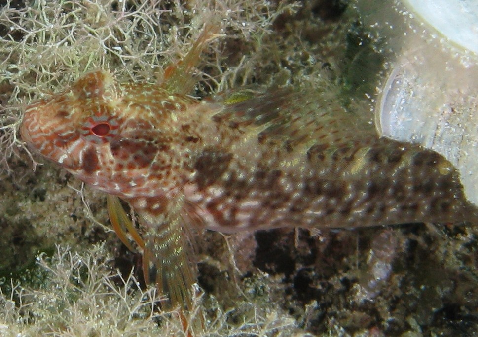 Parablennius zvonimiri