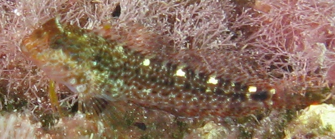 Parablennius zvonimiri