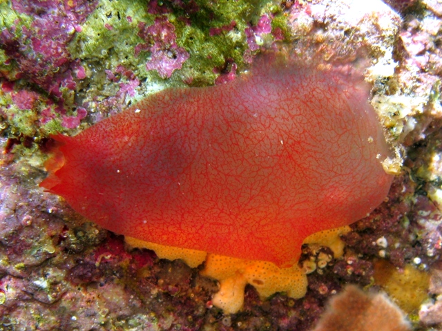 Ascidia mentula