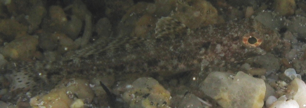 juvenile di Gobius cruentatus e di Gobius geniporus