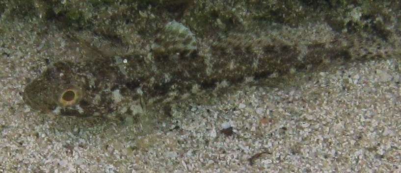 juvenile di Gobius cruentatus e di Gobius geniporus