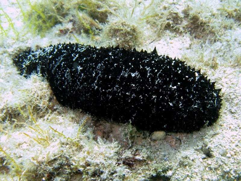 Confronti: Holothuria forskali, Holothuria poli, H. tubulosa