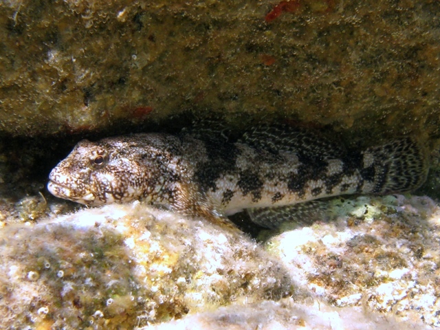 Gobius cobitis